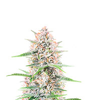 Bruce Banner Autoflower (Seedkeepers)
