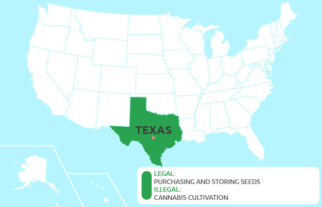 growing cannabis in Texas