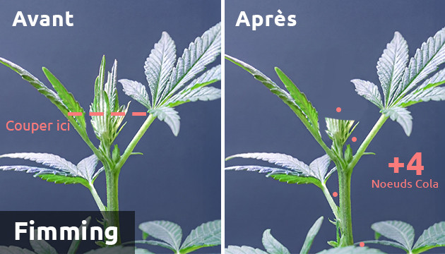 low stress training plants