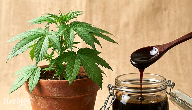 Molasses for Weed More Than Meets The Eye molasses for weed