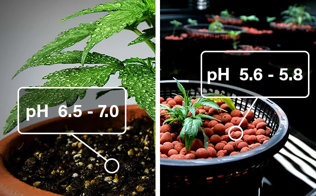 marijuana stunted growth