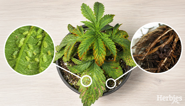 Cannabis leaf symptoms Marijuana plant problems