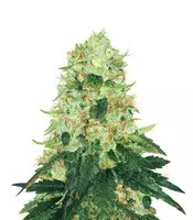 Venta de Fruit Punch (Heavyweight Seeds) | Semillas de marihuana feminizadas Fruit Punch (Heavyweight Seeds)