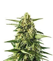 Jack Herer Auto (Green House Seeds)