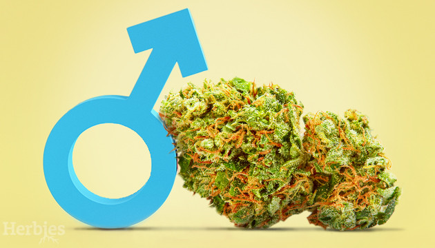 best strains for male arousal
