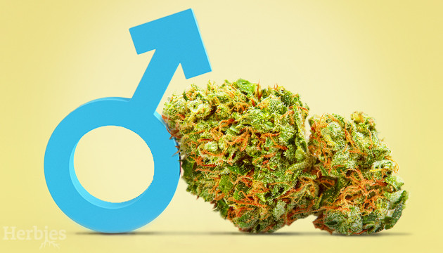 tempereret Mindful Credential Kick It Up A Notch: Top 10 Best Weed Strains for Male Arousal – Herbies -  Herbies