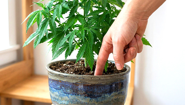 vegetative stage length