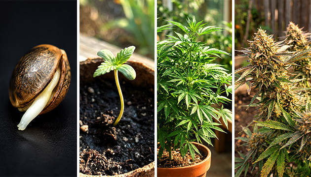 how long from seedling to vegetative
