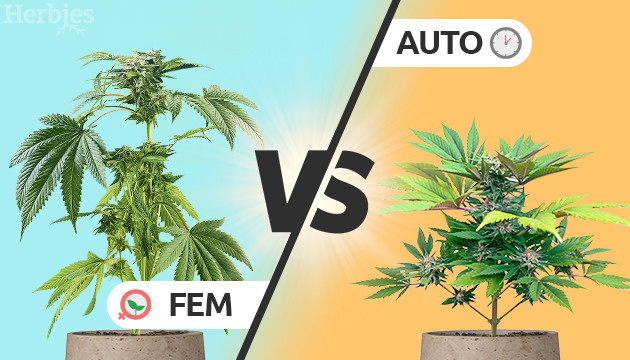 autoflower vs feminized