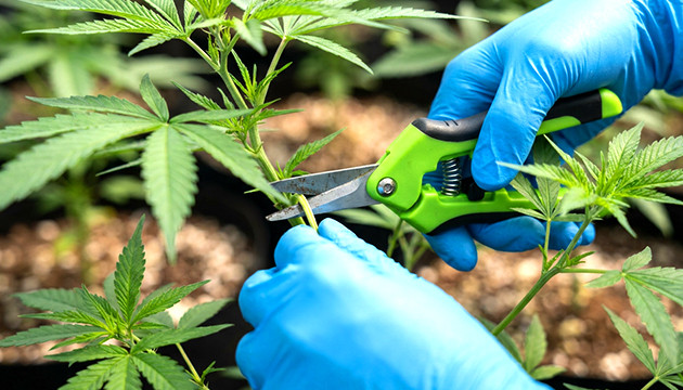 efectos de la defoliación en las plantas