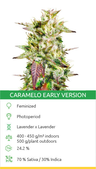 buy marijuana weed for sale