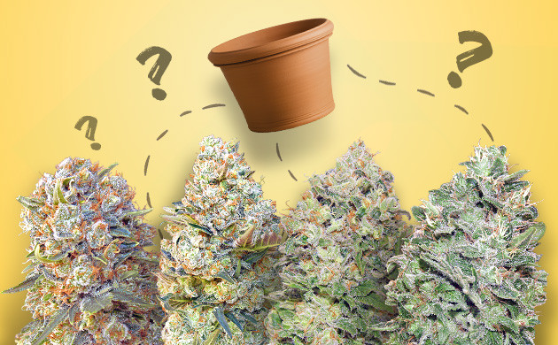 ¿Qué tipo de marihuana elegir para cultivo en maceta en exterior?
