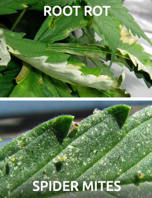 root rot spidet mites