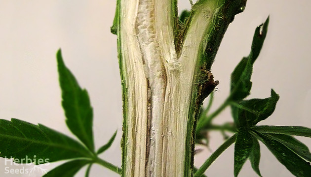 cannabis stems