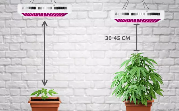 cultivo marihuana con LED 
