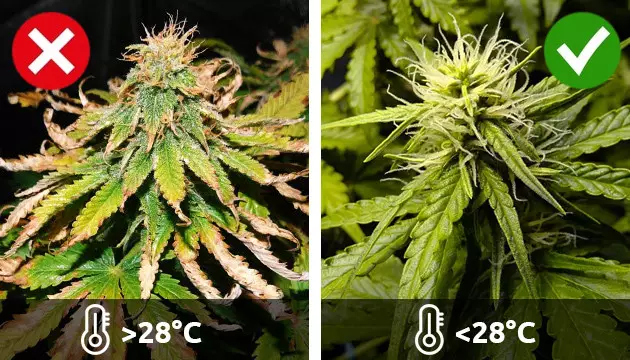 enfermedades de las plantas de interior