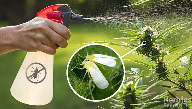 whiteflies on weed plants