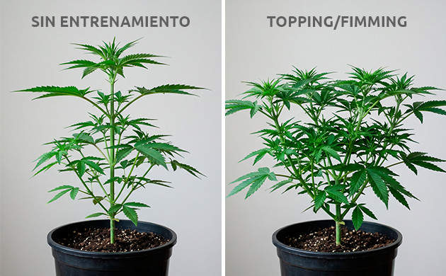 Claves para aplicar la poda apical y el FIM la poda apical vs. la poda FIM
