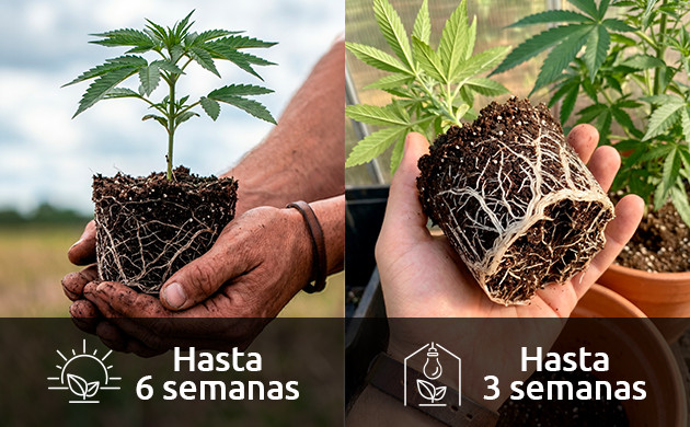 indoor cannabis light schedule