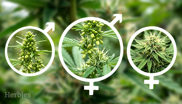 Marihuana und Hermaphroditismus zwittrige Unkrautpflanze