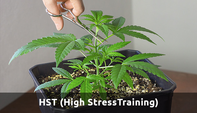 high stress training
