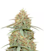 Buy Original Auto Cheese feminized seeds by Fast Buds Original Auto Cheese (Fast Buds)