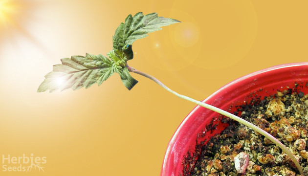 stretching in cannabis seedlings