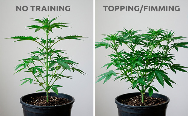 when to top cannabis