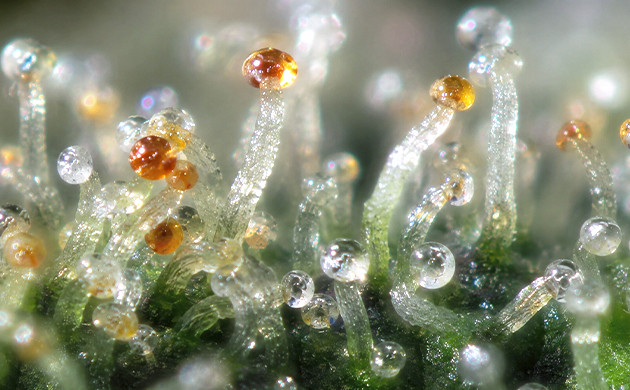The next stage of trichomes' development what is kief