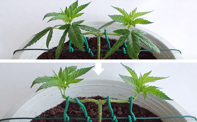mainlining cannabis grow