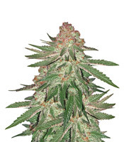 Big Bud XXL (Ministry Of Cannabis)