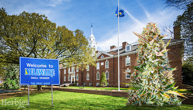 Marijuana Seeds in Delaware