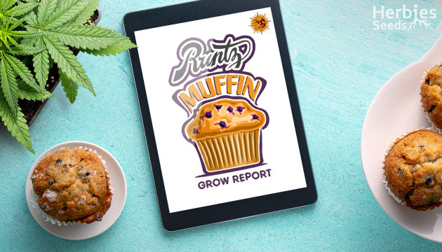 runtz muffin grow report