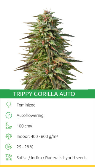 Trippy Gorilla Auto Stammsamen