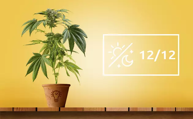 photoperiod vs autoflowering