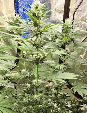 bruce banner #3 by original sensible seeds grow diarie
