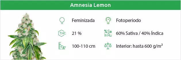 Amnesia Lemon