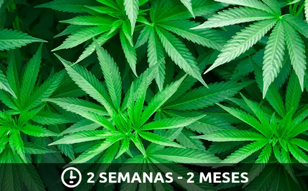 estagio vegetativo da cannabis