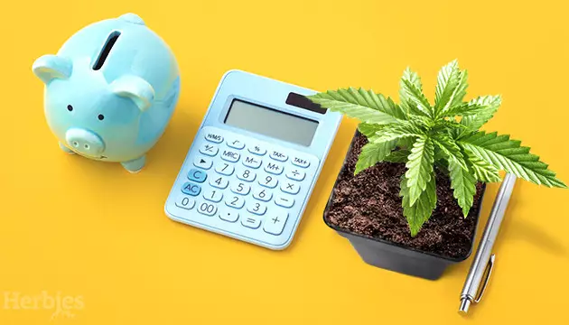 how to grow weed on a budget