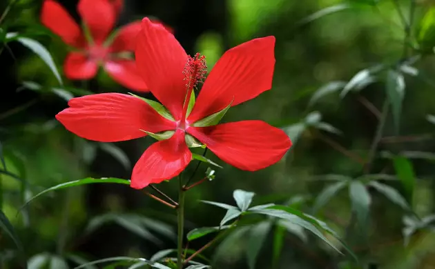 texas Star