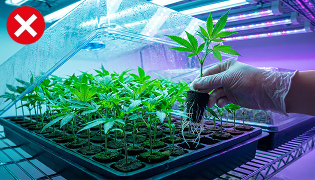 Cant be cloned pros and cons of autoflowering strains