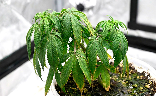 watering cannabis seedlings