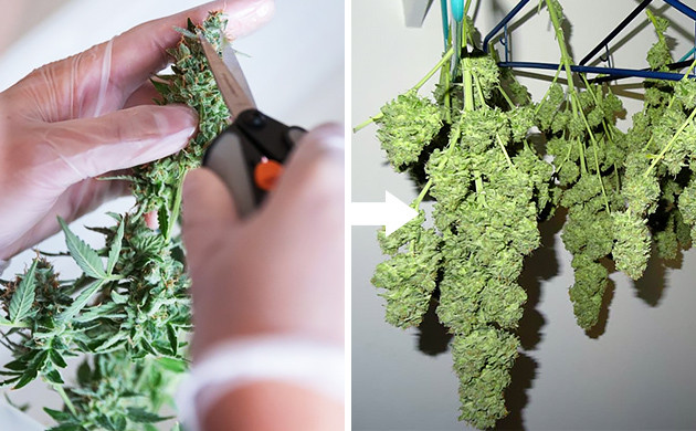 A Helpful Guide on How to Trim Weed the Right Way