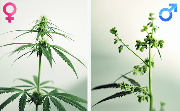 Semi di cannabis: maschio o femmina? Differenze - JustBob