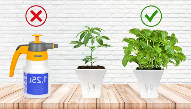 plantas compañeras para cannabis