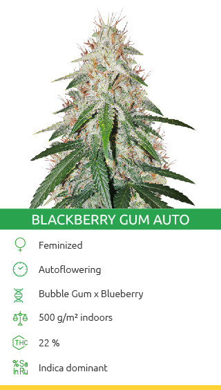 Variété de cannabis Blackberry Gum Autoflower