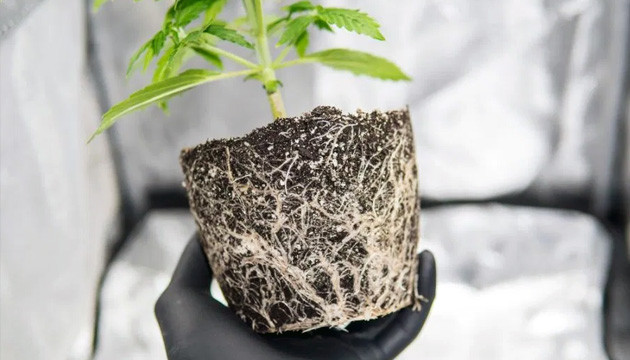 Should I use smartpots, airpots or plastic pots? - Perfect Grower