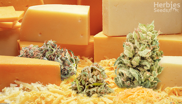 Cannabis Cheese - un guide expert des 10 meilleures variétés