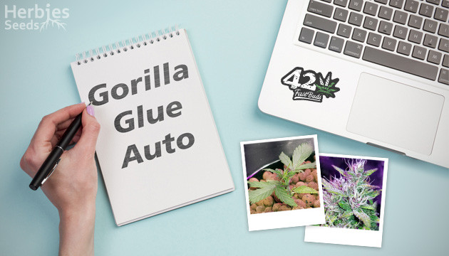 Gorilla Glue Auto pour mon tout premier rapport