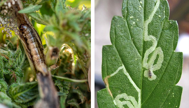 Come rilevare e uccidere i moscerini dei funghi sulla marijuana - Herbies